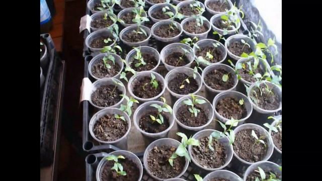 Как вырастить Зизифус из косточки 3 часть смотреть онлайн