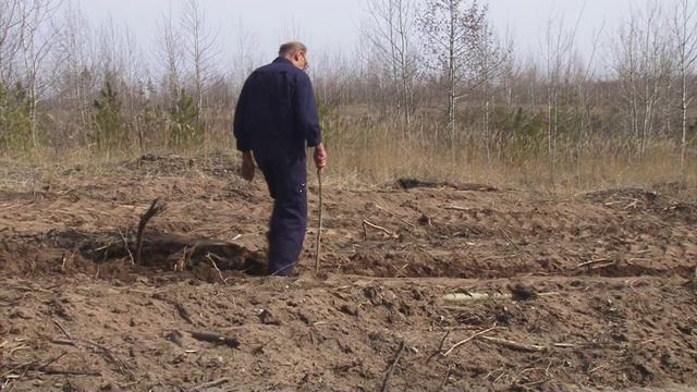 Деревьев в Воронежской области станет больше!