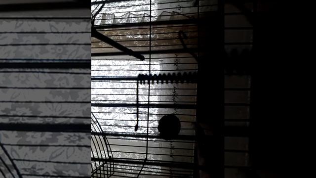 Синица масковка или московка (лат.Periparus ater) смотреть онлайн