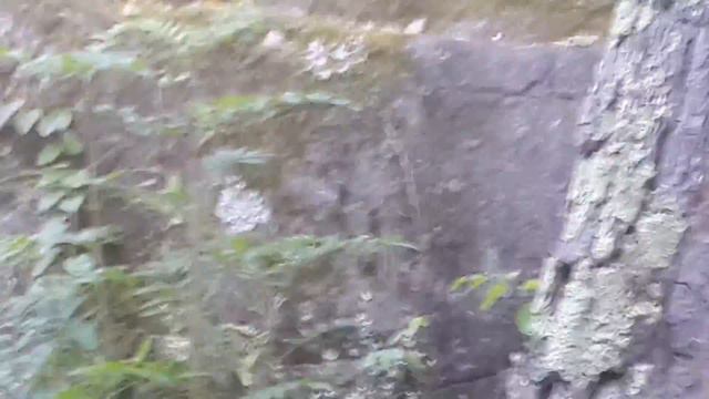 Бурундук на нашей базе Алтай август 2016 смотреть онлайн