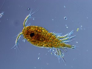 Стартовый корм коловратка - как приготовить в домашних условиях.Starter feed rot