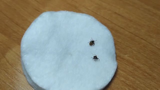 Уютный уголок для животных