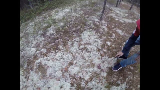 ДУМАЛИ ТУТ НЕТ ГРИБОВ. А ОКАЗАЛОСЬ. РАЙ БОРОВИКОВ. смотреть онлайн