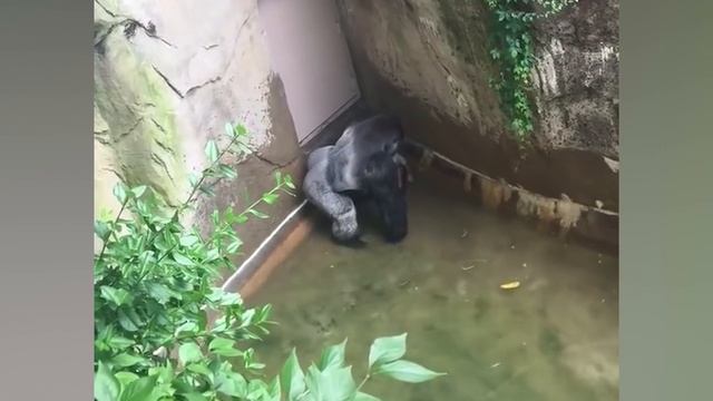 The Most Heroic Animals in the World - Ozzy Man Reviews смотреть онлайн