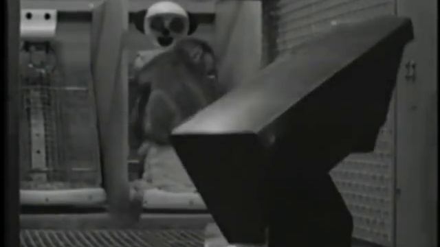 Harlow's Studies on Dependency in Monkeys смотреть онлайн