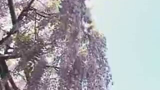 glicinii смотреть онлайн