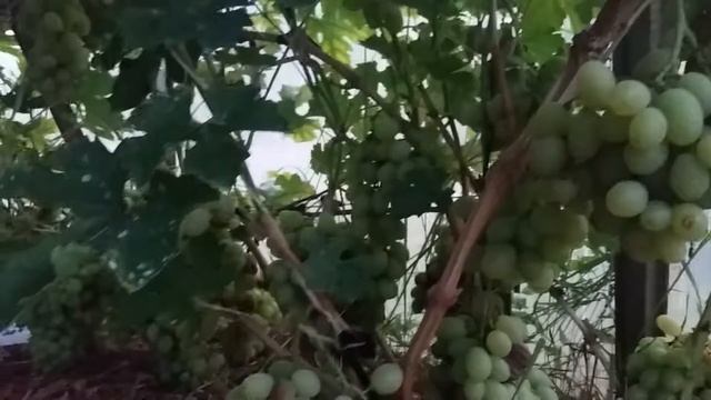 Калининградский виноград. Юлиан. смотреть онлайн