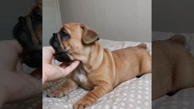 Французский Бульдог милый щенок Красный окрас смотреть онлайн