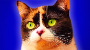 SlivkiShow-КОНЕЦ?