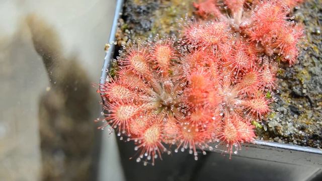 Drosera sp. "Lantau Island" смотреть онлайн
