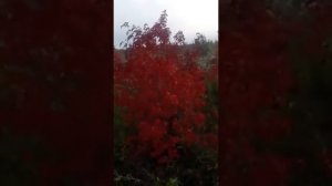 Клён приречный или гинала!