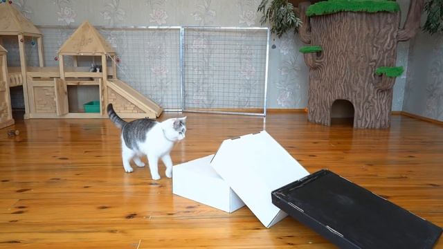 ПРАНКИ НАД КОТАМИ! СМЕШНОЙ КОТ И КОШКА МУРКА РАЗЫГРАНЫ! Новые ПРИКОЛЫ! 4 смешных ПРАНКА над ДРУЗЬЯМ смотреть онлайн