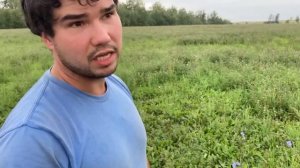 Озимый сев + козлятник