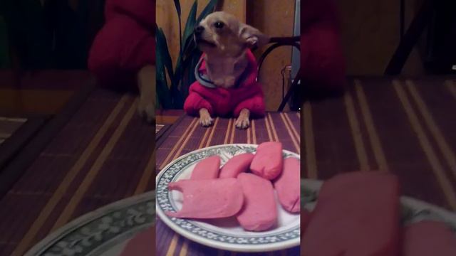 Чихуа & Сосисон смотреть онлайн