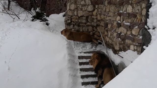 Удивительный царь зверей - ЛЕВ! смотреть онлайн