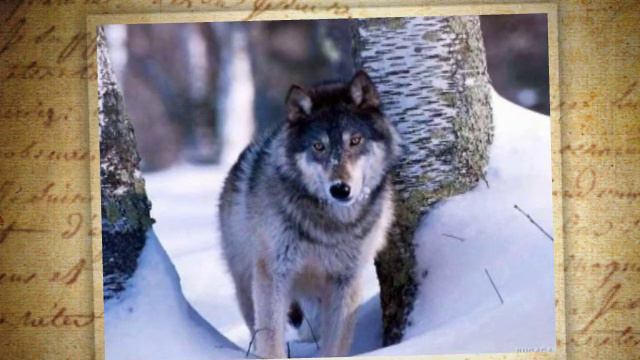 Дикие животные зимой смотреть онлайн