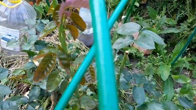 Розы : ПРИНЦ ДЕ МОНАКО, АСПИРИН , ГЛОРИЯ ДЭЙ , Подмосковье , жара +33 . смотреть онлайн