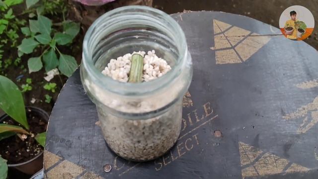 SMALL MONSTERA ALBO NODE PROPAGATION [Day 1- Day 44] 100% Effective Result смотреть онлайн