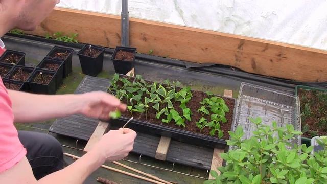 Propagating Rooted Cuttings of Dogwoods, Rose of Sharon, Weigela, Climbing hydrangea, and Spirea смотреть онлайн