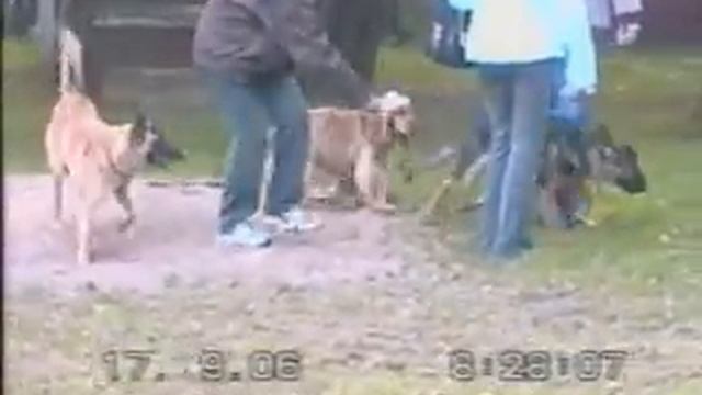овчарка сваливает смотреть онлайн