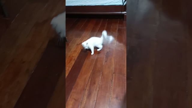 Watching Honkai Star Rail with Messy #cat #catlover #pets #honkaistarrail #honkai #honkaiimpact3rd смотреть онлайн