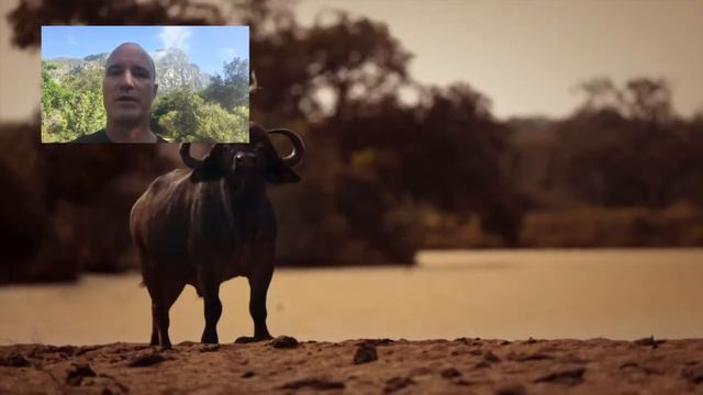 African Safari Tips - What To Know Before You Travel (2024) смотреть онлайн