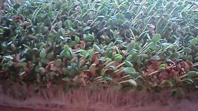 Дивная микрозелень ч 2 Лен смотреть онлайн