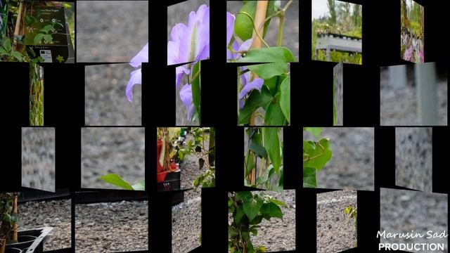 Садовый Центр "Марусин Сад" - Вьющиеся растения смотреть онлайн