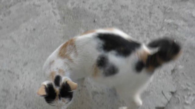 Panasonic hc-v750 test 50 fps - part 1 смотреть онлайн