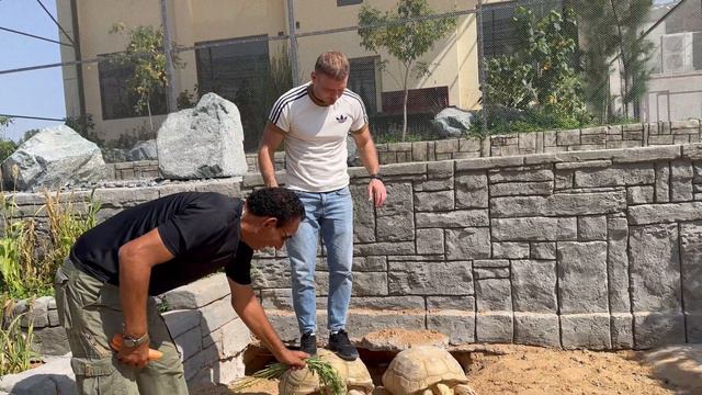 ЗООПАРК В ДУБАЕ🤗🐅🐒🦧🐢🦜 смотреть онлайн