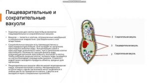 7 класс Одноклеточные животные (Простейшие) Общая характеристика простейших