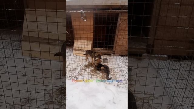 Щенки ищут дома. г. Великий Новгород. Больше фото и видео в в vk группа Доби. смотреть онлайн