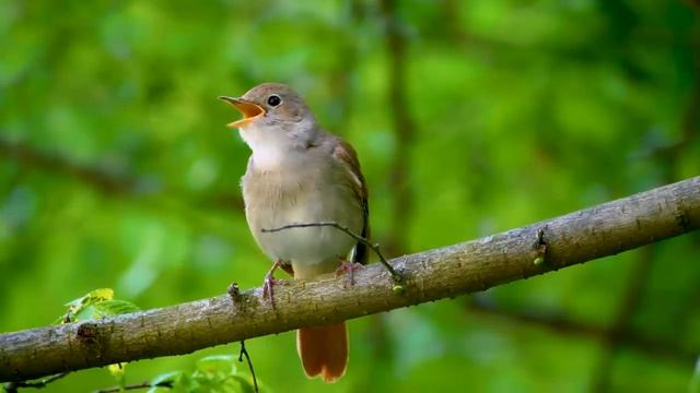 Music For Relaxation