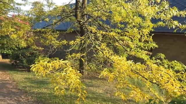 Gleditsia triacanthos 'Sunburst' dřezovec trojtrnný смотреть онлайн