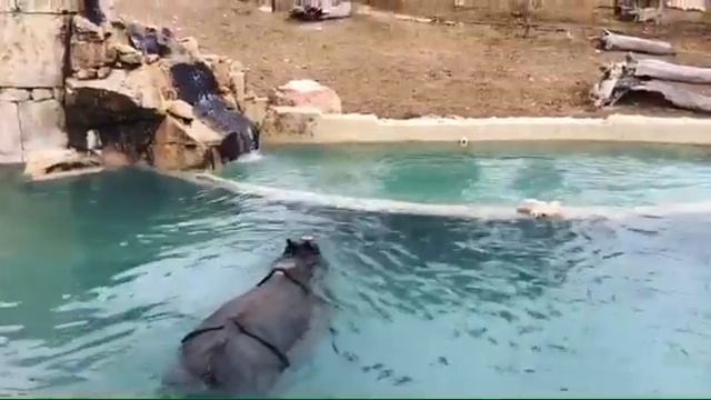 Зоопарк Terra Natura в Бенидорме смотреть онлайн