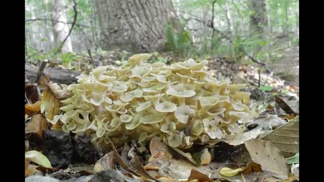Cladomeris umbellata смотреть онлайн