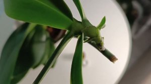 СТИМУЛЯЦИЯ  роста КОРНЕЙ у ДЕТОК орхидей✅