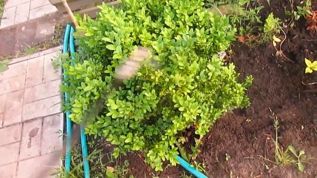 Фокусы с Картами