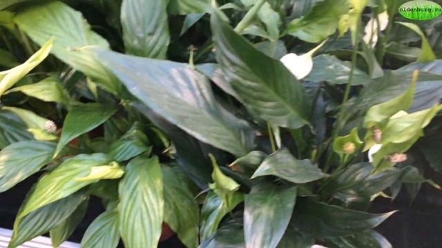 КОГДА ЦВЕТЁТ СПАТИФИЛЛУМ И КАК ПРОДЛИТЬ ЦВЕТЕНИЕ АРОИДНЫХ #spatifillum #aroid #oldenburgru#275