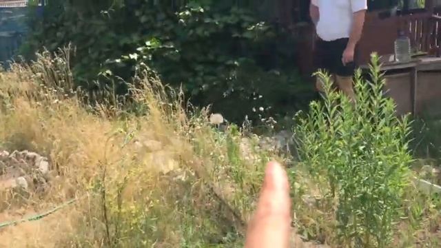 Переехала на дачу, как будто жизнь заново началась! Выпуск №35 полон ЧУДЕС! смотреть онлайн