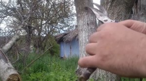 Прививка взрослого дерева грецкого ореха черенками