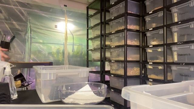 Setting up baby bins for our ball Python hatchlings! Bamboos, corals glows and more! смотреть онлайн