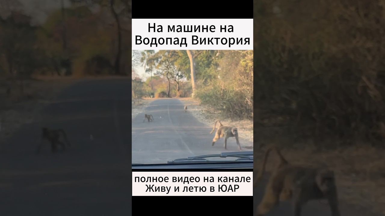 трип ЮАР - Зимбабве до водопада виктория. Полную версию смотрите на канале. #africa