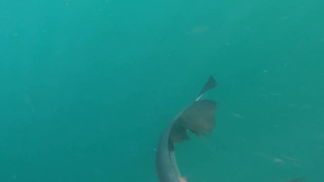 Welcome to Sea Stalker Charters смотреть онлайн