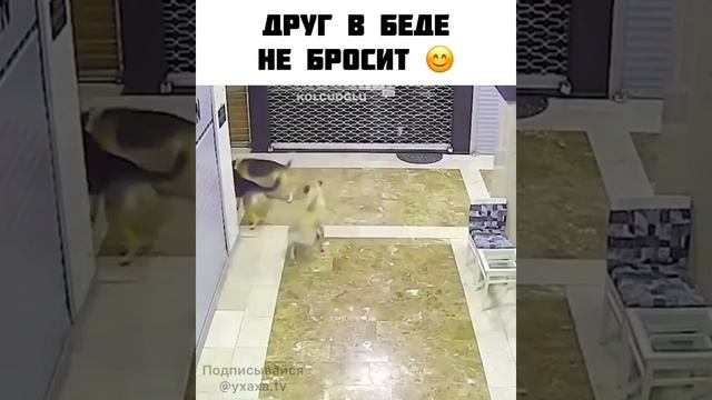 Кот спас друга от СОБАК