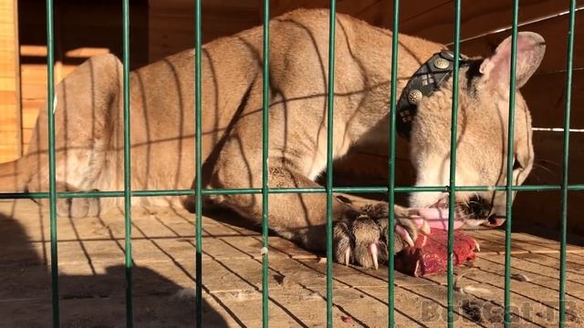 ЛОШАДКА ДЛЯ ПУМЫ И РЫСЕЙ смотреть онлайн