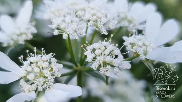 Орлайя крупноцветковая / Orlaya Grandiflorum