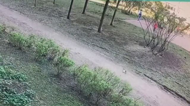 Конфликт на детской площадке в Петербурге смотреть онлайн