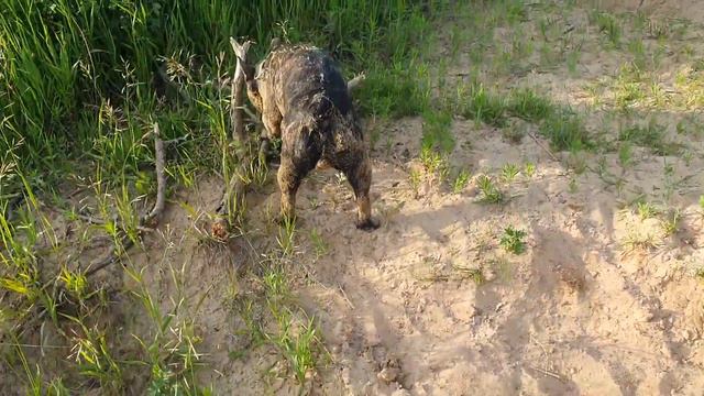 Французский бульдог валяется в песке смотреть онлайн
