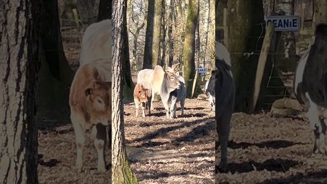 Самые большие дикие быки #животные #бык #vlog #vlogs #blogger #video #shorts #shortvideo #YouTube смотреть онлайн